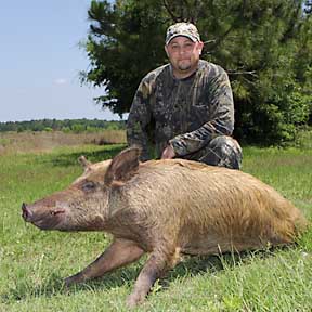 Mike and his sow