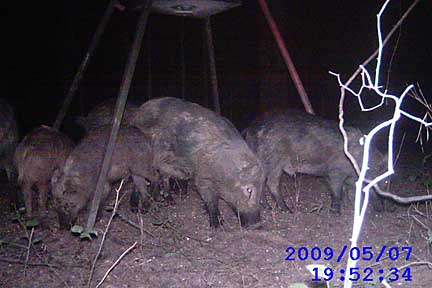 Big pack of River tract hogs