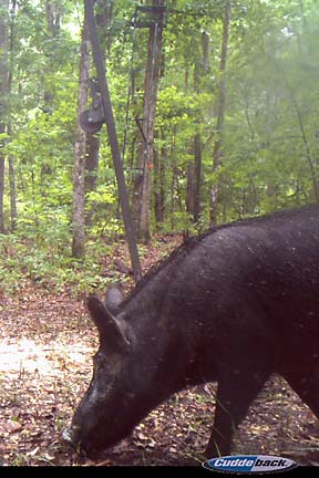 A big boar grabs a bite at 2:17pm over on the bow camp; check out the stand right behind the hog... do you think you can hit him from there?