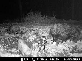 Lowcountry hogs enjoying our rare snowfall