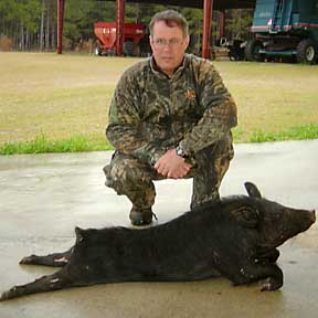 MD's Dan with a great eater pig