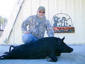 PA's Paul with one of his big sows