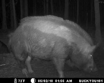 What a MONSTER HOG!