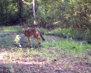 Lowcountry coyote on a early morning hunt