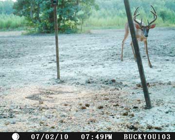 Big Boggy Creek Buck