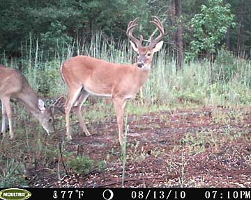 Another Pleasant Hill buck - waiting for you!