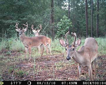 Pleasant Hill Plantation bucks