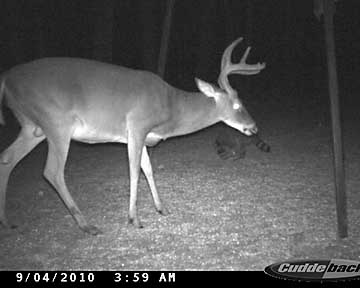 Big bow-camp buck