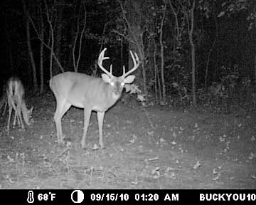 Big buck behind the lodge