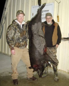 Bert and his dad Bruce with their 205lb sow