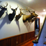 South Carolina, Hunting,Cypress Creek Hunting Lodge