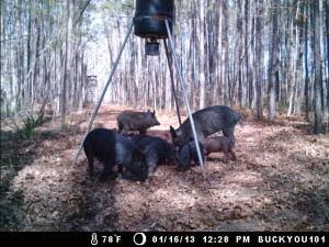 Midday Hogs