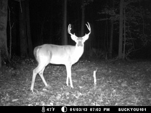 Nice Buck waiting for next year