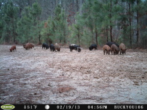new trail hogs