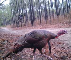 trail-turkey
