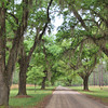 The low country - live oaks & Spanish moss