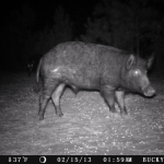 Hunting South Carolina