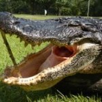 Aligator Hunting South Carolina