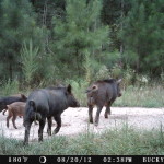 Hunting South Carolina