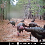 Hunting South Carolina